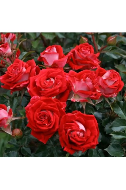 Роза мелкоцветная Ruby Star